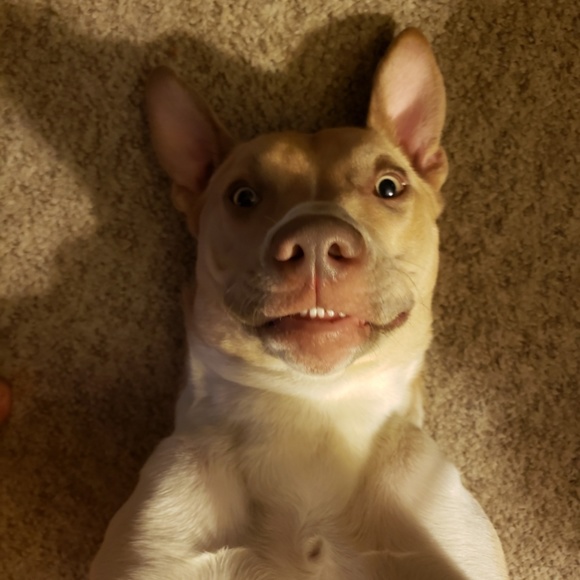 Meet your Posher, Chrissie - Picture 2 of 2